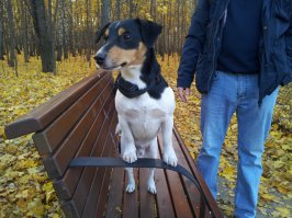 Очаровательные щенки, ставшие любимыми собаками