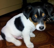 Очаровательные щенки, ставшие любимыми собаками