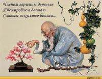 Деревья Бонсай