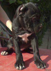 Очаровательные щенки, ставшие любимыми собаками