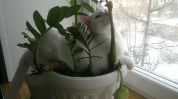 20 животных, которые очень любят отдыхать в горшках для цветов