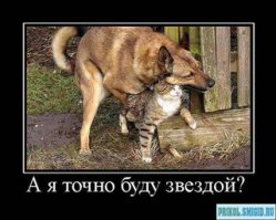 Выставка собак