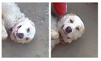 Еще Алабаи умеют улыбаться, но глаза все равно остаются грустными