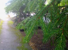 После дождя