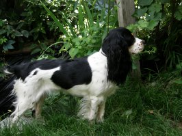 автор, спасибо! как же приятно на позитив поглядеть... вот моя спаниелька - английский коккер