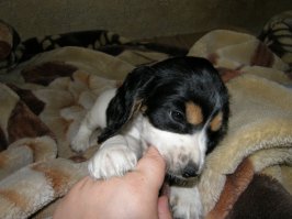 автор, спасибо! как же приятно на позитив поглядеть... вот моя спаниелька - английский коккер