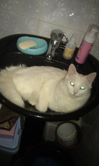20 животных, которые очень любят отдыхать в горшках для цветов