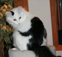 "Кошка с обезьяной на спине"... и с бананом между ушей