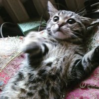 20 смешных животных, впавших в шок от увиденного