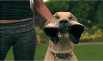 Хищник уже не тот ))))