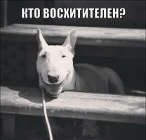 А сейчас общественное мнение заявляет, что это бойцовая собака и страшно их боится. 
А на самом деле это охотник!
