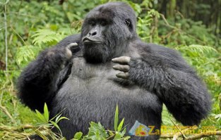 У каждого автомобиля есть свое лицо