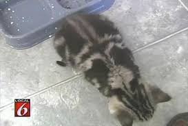 10 кошек, которых раскрашивала сама природа