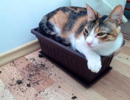 20 животных, которые очень любят отдыхать в горшках для цветов