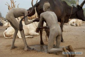 брехня, вот где брали