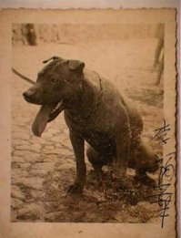 Китайский бойцовый шарпей