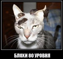 Вопрос: что это?