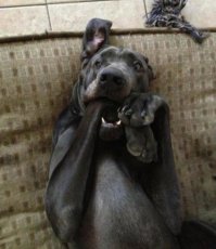 20 смешных животных, впавших в шок от увиденного