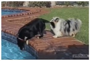 Вот это разумность и абстрактное мышление... теперь еще скажите что у них нет своей цивилизации, все равно не поверю.