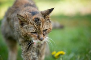 Бедная голодающая кошка. Ушла умирать от истощения подальше от злого хозяина. Так как помимо отобранной пищи хозяин нанес еще и глубокую психологическую травму, не дав реализовать охотничий инстинкт. Эта травма не пройдет до самой смерти Сегодня же пишу заявление в Гринпис. Завтра же к вам вылетит спецназ общества защиты животных спасать бедную котэ.
