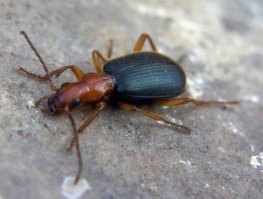 Жук-бомбардир (лат. Brachinus)
Свое название эти жуки получили благодаря особому защитному механизму, позволяющему выстреливать в противника едкой жидкостью. Температура этой смеси во время выстрела достигает практически 100 С°, что вызывает сильнейшие ожоги у нападающего.