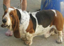 как вот этому? )))