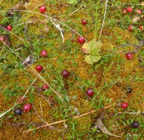 Это все не то надо самим собирать на болоте