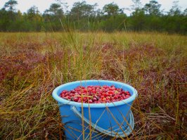 Это все не то надо самим собирать на болоте