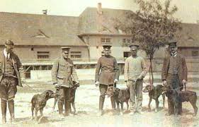 Ротвейлер. Германия 1910г. Полицейские собаки. По 2й фотке история интересная с усмирением 14ти пьяных моряков. Изначально-пастушья собака, загонщик быков.