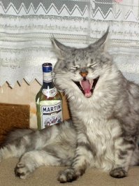 15 типичных моментов знакомых всем, у кого хоть раз было похмелье