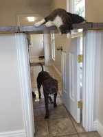 Ты здесь не пройдешь!!!