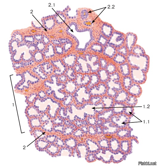 Гистология молочная железа рисунок