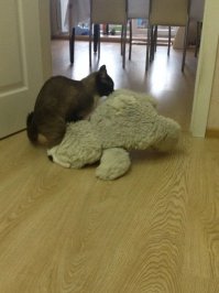 20 цитат Зигмунда Фрейда, которые заслуживают особого внимания