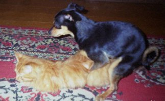 20 цитат Зигмунда Фрейда, которые заслуживают особого внимания