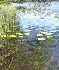 Уж точно, т.к. пришлось этим летом в тварях ползучих разбираться когда купались в озере с одной из этих  - решившей заплыв устроить (ток к моему сожалению эта именно гадюкой оказалась)