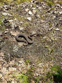 Уж точно, т.к. пришлось этим летом в тварях ползучих разбираться когда купались в озере с одной из этих  - решившей заплыв устроить (ток к моему сожалению эта именно гадюкой оказалась)
