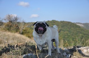Мопца не хватает. Держите.