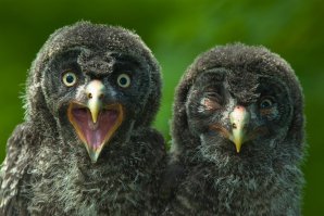 Чудики из социальных сетей