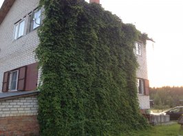 Вот-вот, я похожих фоток насмотрелась и захотела у себя такую же красоту! Вырастила девичий виноград. Только у нас он не по стене вьется, а по сетке. Между стеной и сеткой расстояние приличное. Вся семья надо мной смеялась, а строители пальцем у виска крутили, когда я их заставляла мне анкера для сетки под самой крышей вкручивать. Зато теперь все признают, что красиво! Жаль, осенних фоток нет - надо сделать.