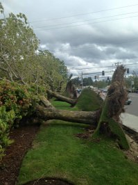 Ну вот почему, когда нужно на дачном участке выкорчевать старый пень, то там корень метр шириной и 3 метра в землю, а когда дует ураган то у старых деревьев корни как у пучка укропа...?