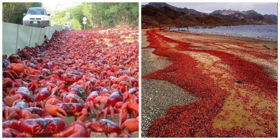 Массовые митинги после блокировки World of Tanks Роскомнадзором.