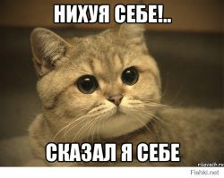 16 вопросов, которые все хозяева время от времени задают своим кошкам