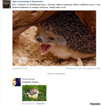 Ежи — хищники