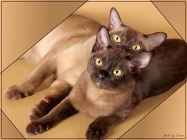 Показалось