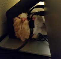 Котэ спасает хозяина заигравшегося в ДОТУ.