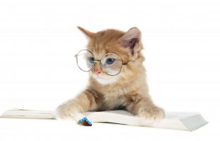 у котэ школа началась, некогда ему :)