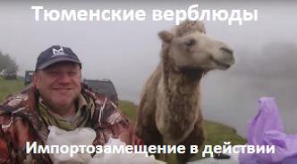 Тюмень-рыбалка- верблюд