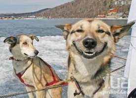 Интересные факты об улыбке