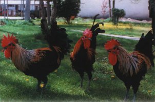 А ты такой красивый с бородой! Или как украсить свою бороду