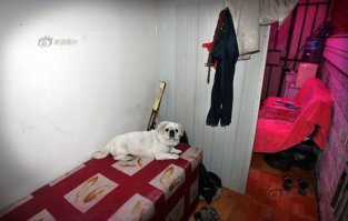 бомжетутки..
А это, простите, домашний питомец или тоже "работник"?